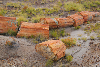 Tronc pétrifié (Petrified forest, USA, Arizona)